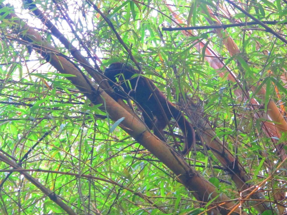 Bangalo Na Acqua Jungle Lodge Abraão Kültér fotó